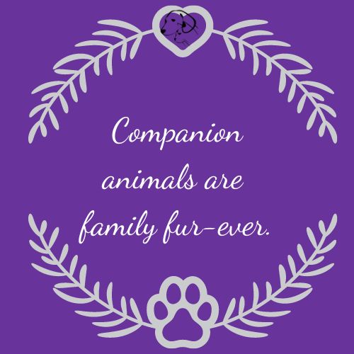 companion animals