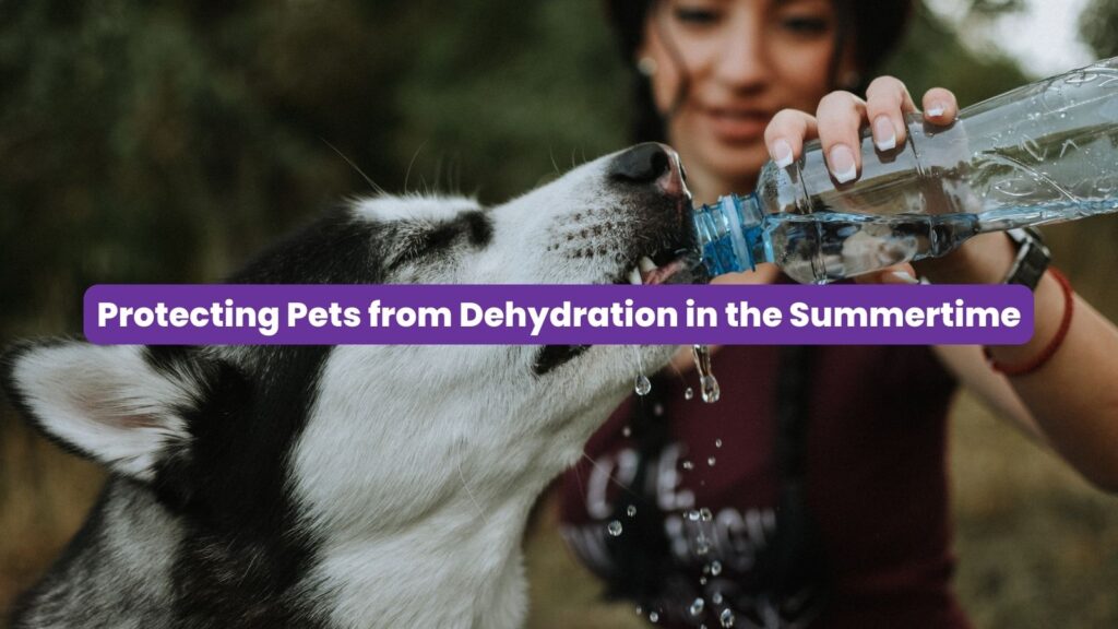 pet dehydration
